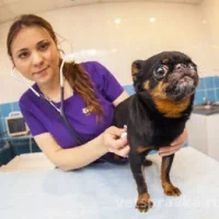 Ветеринарный центр Ситивет на Софийской улице Фото 1 на проекте VetSpravka.ru Ветеринарный центр Ситивет на Софийской улице Фото 1 на проекте VetSpravka.ru