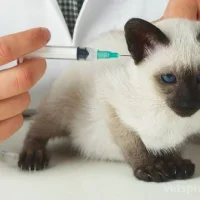 Ветеринарная служба Хвостатый любимец Фото 2 на проекте VetSpravka.ru Ветеринарная служба Хвостатый любимец Фото 2 на проекте VetSpravka.ru