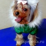 Салон DogVille Pet Grooming  на проекте VetSpravka.ru