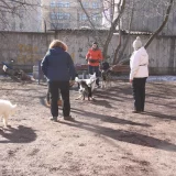 Школа дрессировки собак Rockdog Фото 2 на проекте VetSpravka.ru
