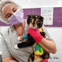 Ветеринарная клиника ВераВет Фото 2 на проекте VetSpravka.ru Ветеринарная клиника ВераВет Фото 2 на проекте VetSpravka.ru