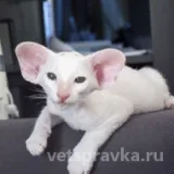 Питомник кошек Ru*Higashi  на проекте VetSpravka.ru