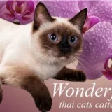 Питомник тайских кошек Wonderful Elite  на проекте VetSpravka.ru