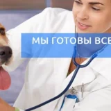 Выездная ветеринарная служба ProfVet Фото 2 на проекте VetSpravka.ru