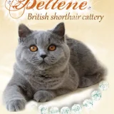 Питомник британских кошек Beltene  на проекте VetSpravka.ru