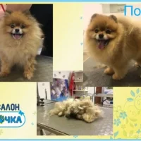 Зоосалон Лапочка на Гражданском проспекте Фото 2 на проекте VetSpravka.ru Зоосалон Лапочка на Гражданском проспекте Фото 2 на проекте VetSpravka.ru