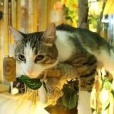 Домашняя зоогостиница для котов и кошек Джунгли для котов Фото 1 на проекте VetSpravka.ru