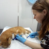 Ветеринарная клиника МурВет Фото 1 на проекте VetSpravka.ru Ветеринарная клиника МурВет Фото 1 на проекте VetSpravka.ru