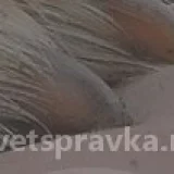 Выездная ветеринарно-ритуальная служба Облако  на проекте VetSpravka.ru